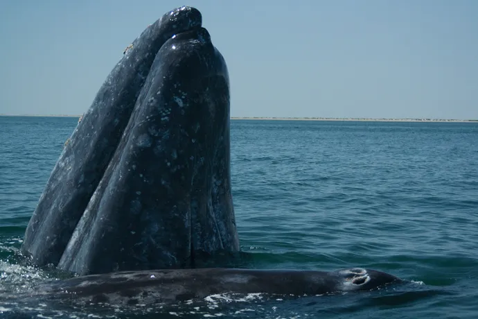 The Whale Sanctuary of El Vizcaino site in Mexico was inscribed on the World Heritage List in 1993. The sanctuary contains important breeding and wintering sites for the grey whale (Eschrichtius robustus - pictured here), harbor seal (Phoca vitulina),