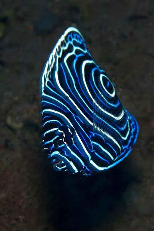 The rich colors of emperor angelfish make them a vibrant version of royalty.