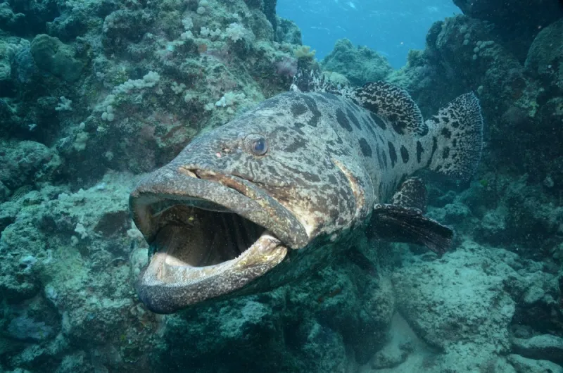 A potato cod swims through a no-fishing zone in the Great Barrier Reef. 