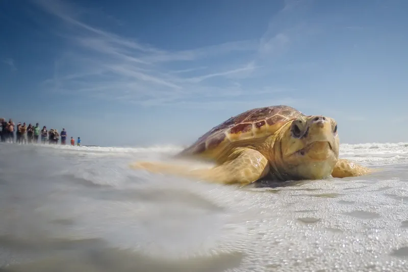 A Kemp's Ridley sea turtle is returned to the ocean. 