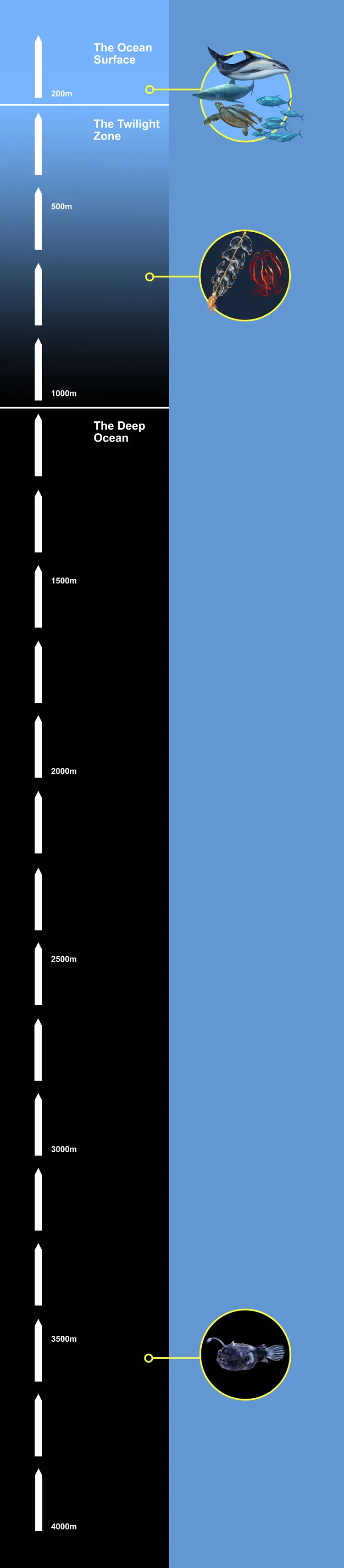 Oceanographers divide the ocean into three broad zones, each with different species.