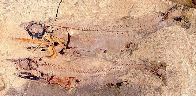 A fossil of the ancient shark Falcatus falcatus