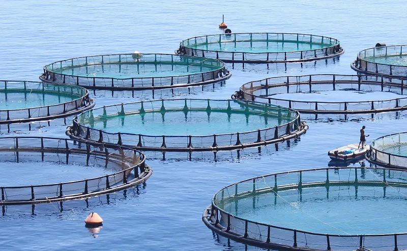 Image of circular nets in water where fish are grown.