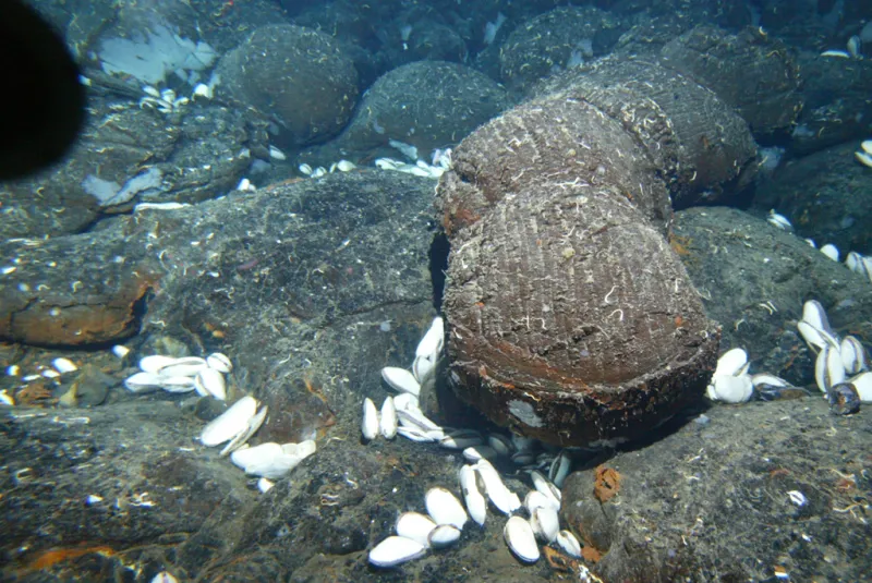 An image of a dark seafloor hydrothermal vent with brown, bulbous pillow lava on top. The lava is surrounded by white clam-like creatures.
