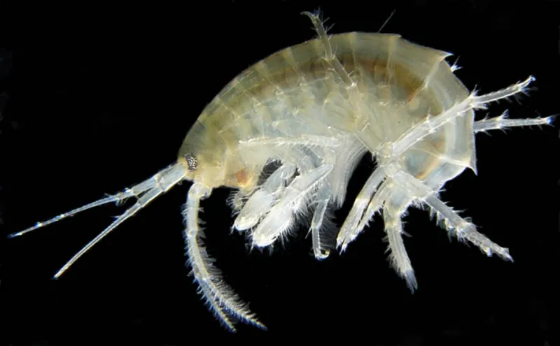 Image of a translucent crustacean on a black background.
