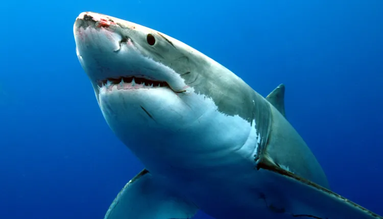A great white shark in the waters of the coast of Guadelupe, Mexico.