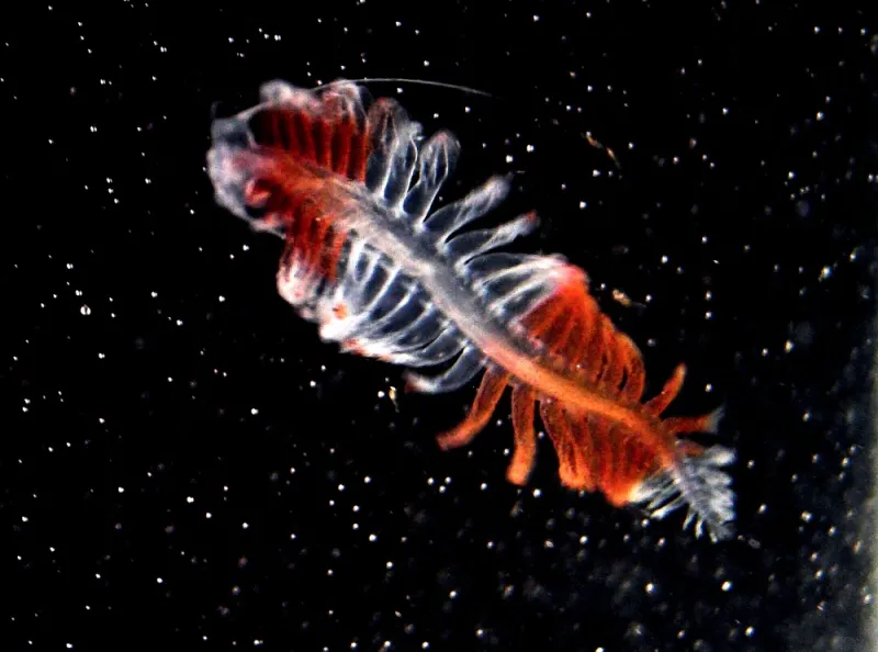 A red and white colored bristle worm swims in the water column.