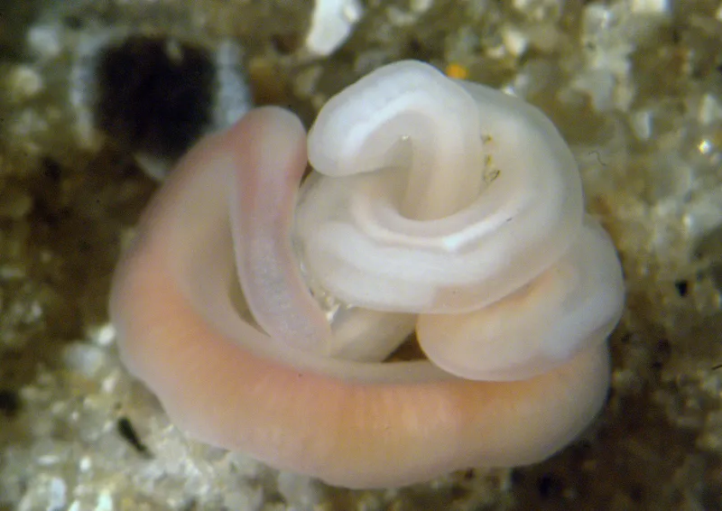 A ribbon worm curled up in a mud flat.