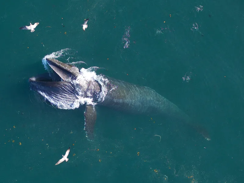 A humpback whale feeds off the coast