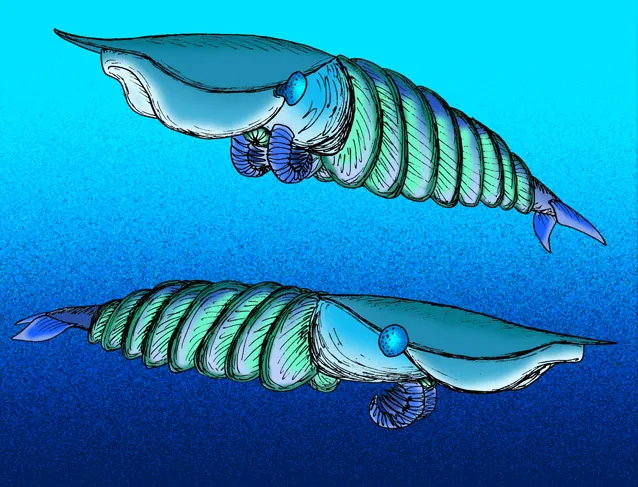 A bright illustration of extinct predator Hurdia victoria.