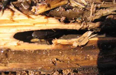 When water conditions deteriorate, the rivulus fish can live temporarily out of water.
