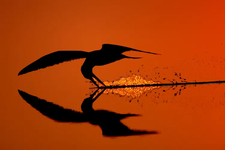 “I visited the beach at sunrise after high tide and found this skimmer feeding, providing me with this reflected shot.” -- Nature's Best photographer, James A. Galletto. Equipment Used to Capture the Shot: Canon EOS-1Ds Mark III; 500mm lens; 1/1600 sec