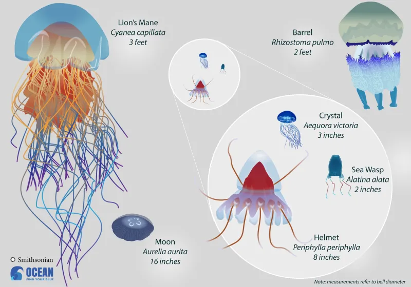 a comparison of multiple species of jellyfish