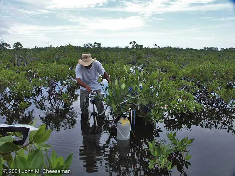 John Cheeseman working in a mangrove forest.