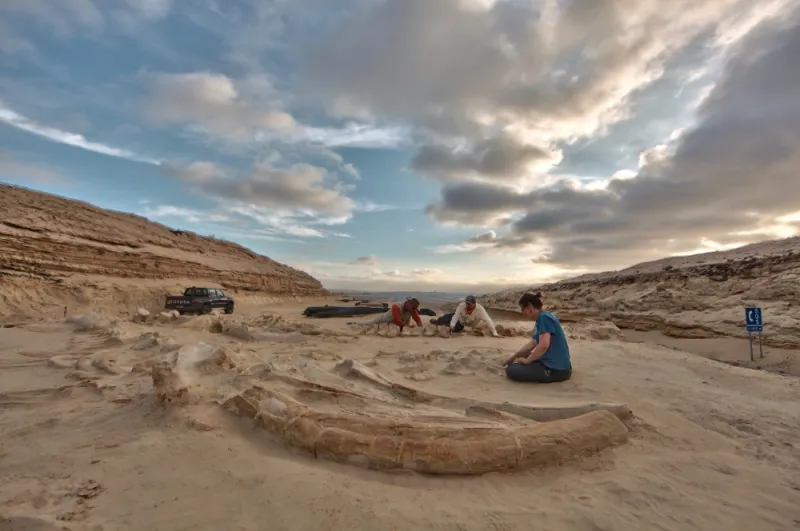 Fossil Whale Digsite at Cerro Ballena, Chile