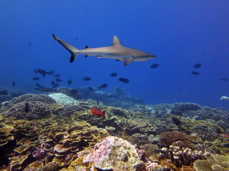 Grey reef sharks are among the most versatile and tough predators on a Pacific coral reef, but they are also among the most vulnerable species, as they are threatened by wasteful fishing practices like shark finning.
