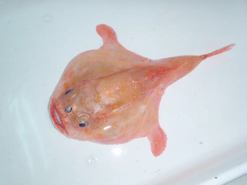 A photo of a sea toad specimen.