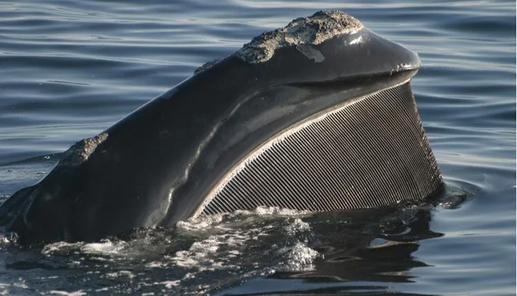 A right whale opens wide, revealing huge plates of baleen hanging from its upper jaw.