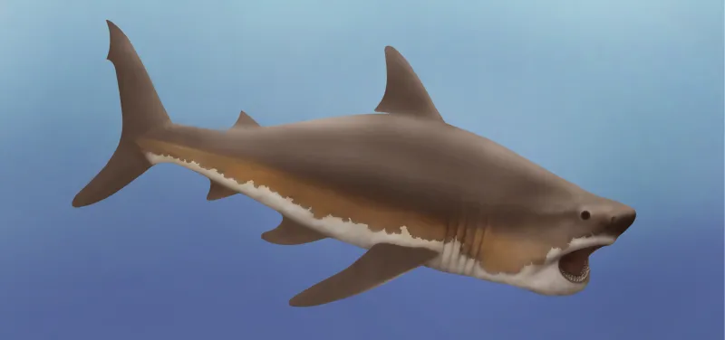 an illustrators representation of what a megalodon shark would look like