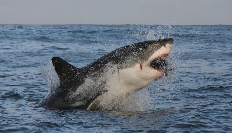 A frame-by-frame view of a Great White Shark breach.