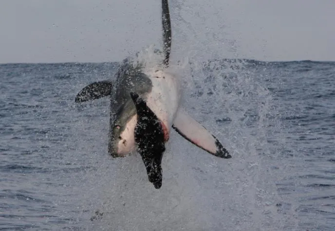 Great White Sharks breach to hunt -- with split-second timing they grab their prey in one swift snatch. Follow the whole breaching action in this slideshow.