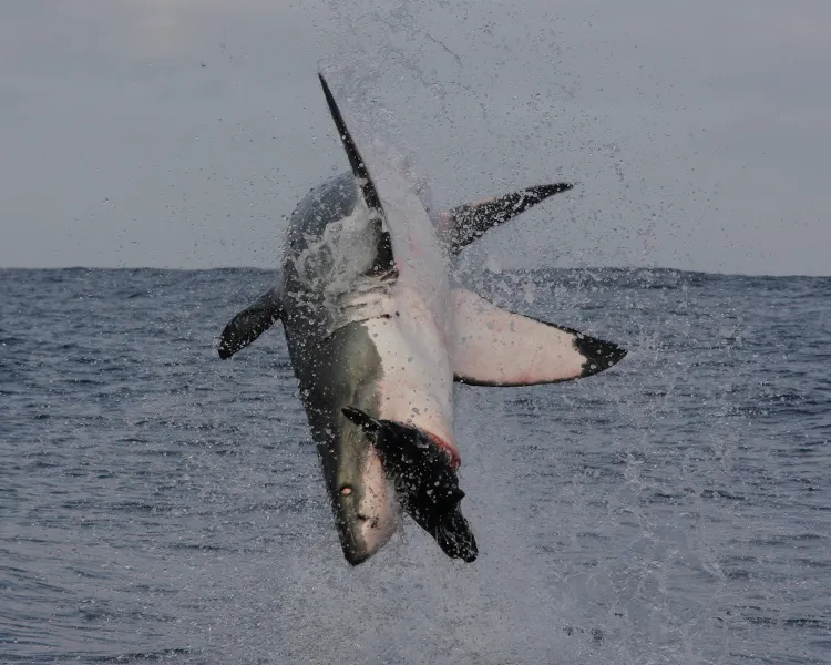 Great White Shark breaching