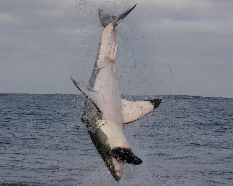 A frame-by-frame view of a Great White Shark breach- frame 4. 