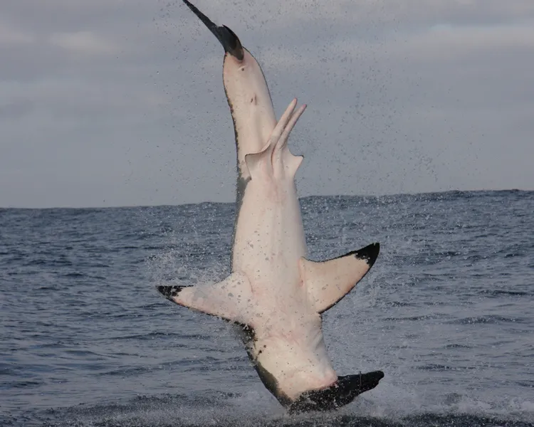 A frame-by-frame view of a Great White Shark breach- frame 5. 