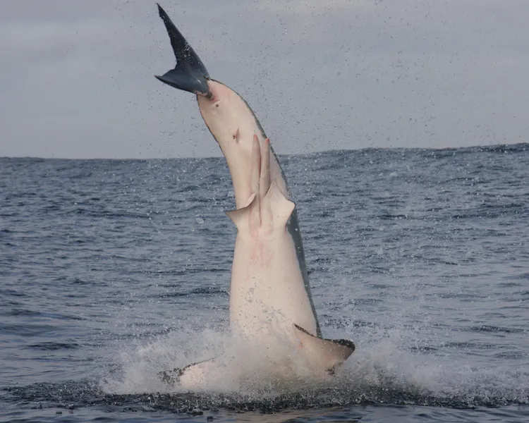 A frame-by-frame view of a Great White Shark breach- frame 6. 