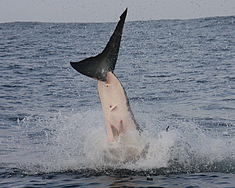 A frame-by-frame view of a Great White Shark breach- frame 7. 