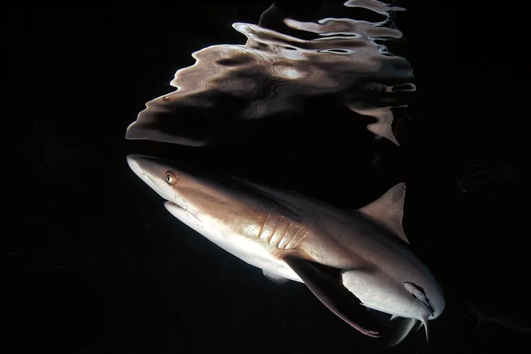“It was shaping up to be a bad night dive when my mask broke and I was forced to come up early. The others continued diving and I was becoming a bit bored at the surface when I suddenly spotted some grey reef sharks hunting in the light of our ship. I to