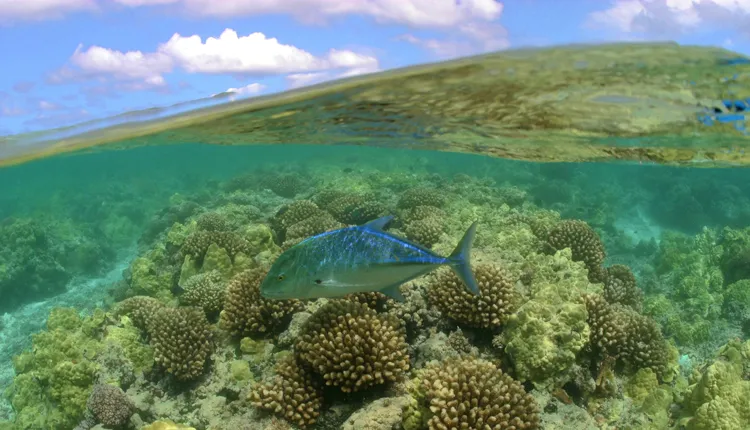 A bluefin trevally swims in Hawaii’s Maro Coral Reef, part of the Papahānaumokuākea Marine National Monument.