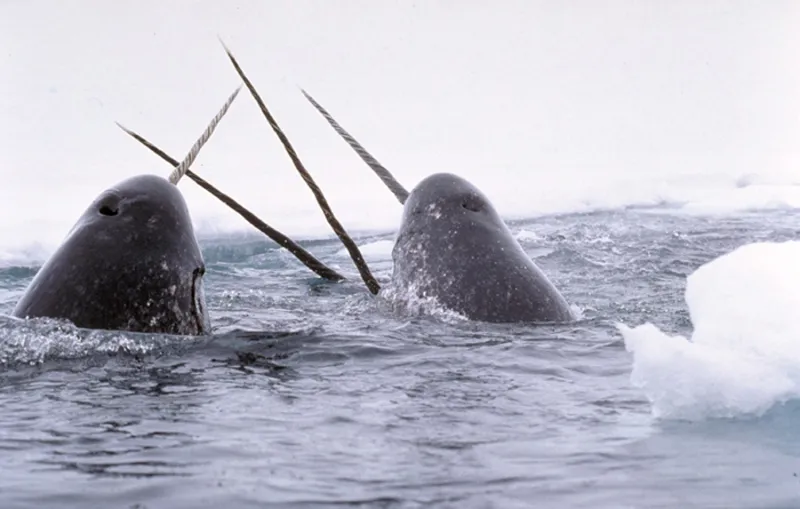 Narwhals with their long unicorn-like tusks.