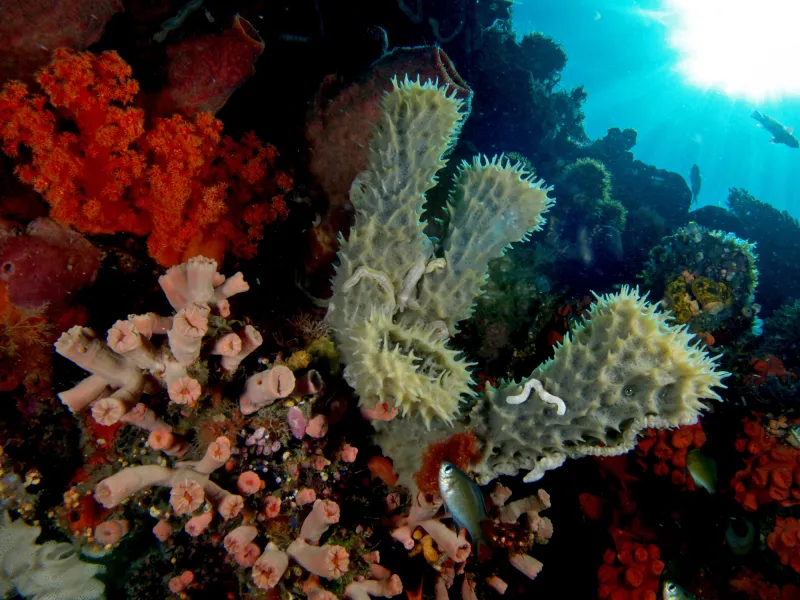 A sea sponge underwater