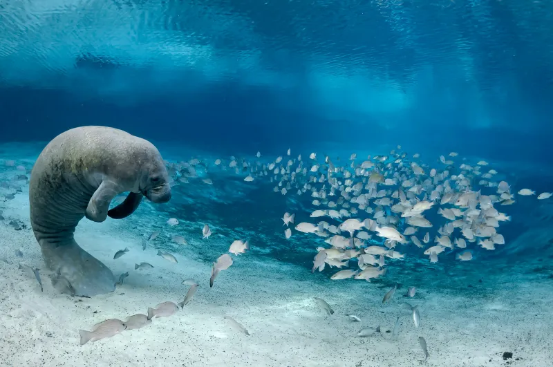 a manatee and school of fish a the ocean's bottom