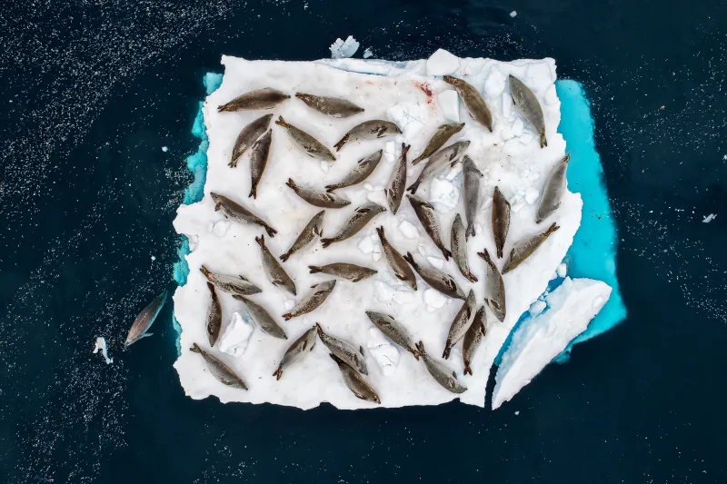 an aerial view of seals on an ice floe