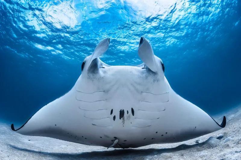 a manta ray swims up revealing its underside