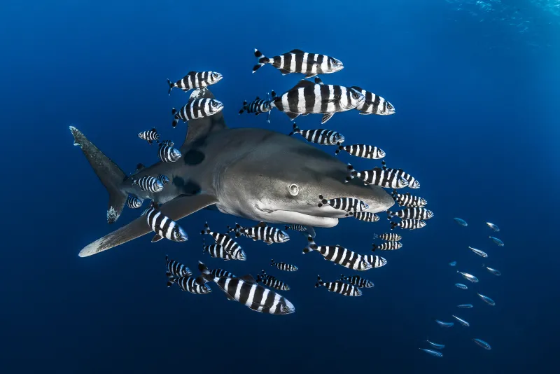 a shark and a group of pilot fish with black and white stripes