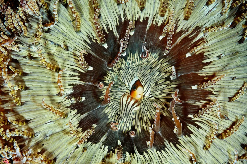 a clownfish peeks out from its anemone