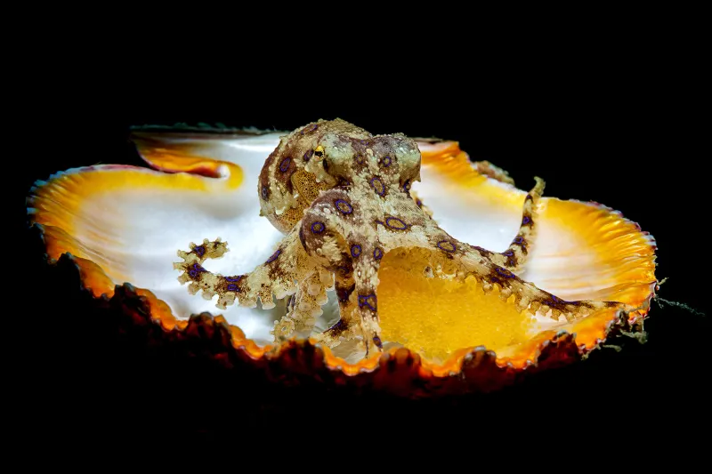 a blue-ringed octopus with eggs in a seashell