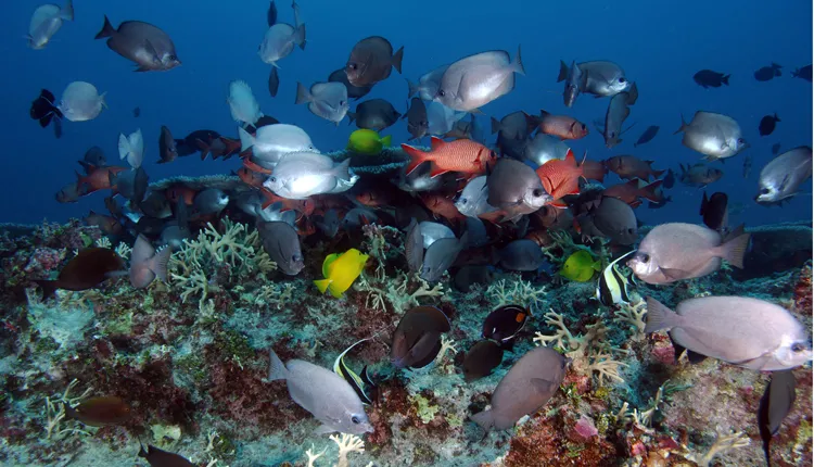 Coral Head Near Pearl and Hermes Atoll, Hawaii