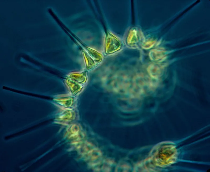a phytoplankton in a swirl