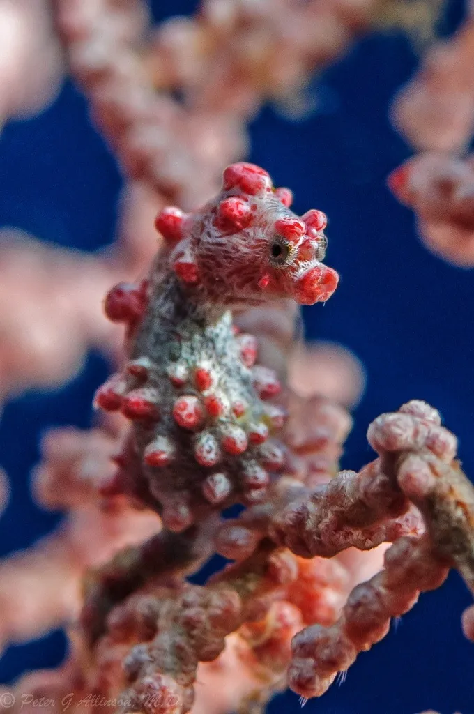 Pygmy Seahorse Blends Into its Environment