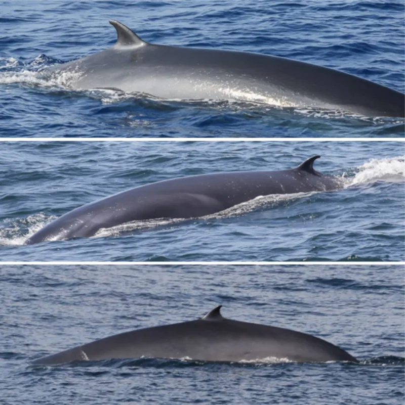 three images of a whale's dorsal fin