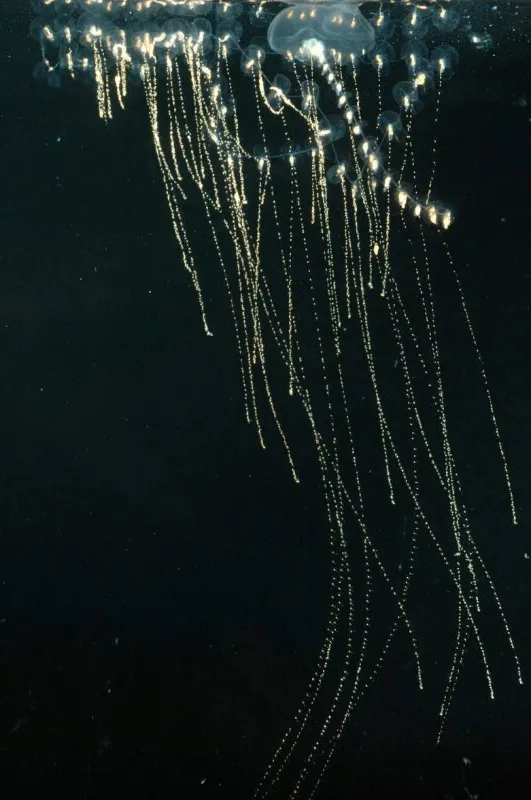 This colony of <em>Rosacea</em> may look like a single jellyfish, but it is actually a large group of smaller siphonophores clustered and living together.