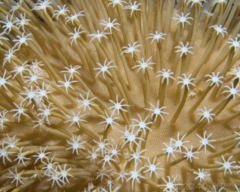 Soft Coral A soft, yellow coral