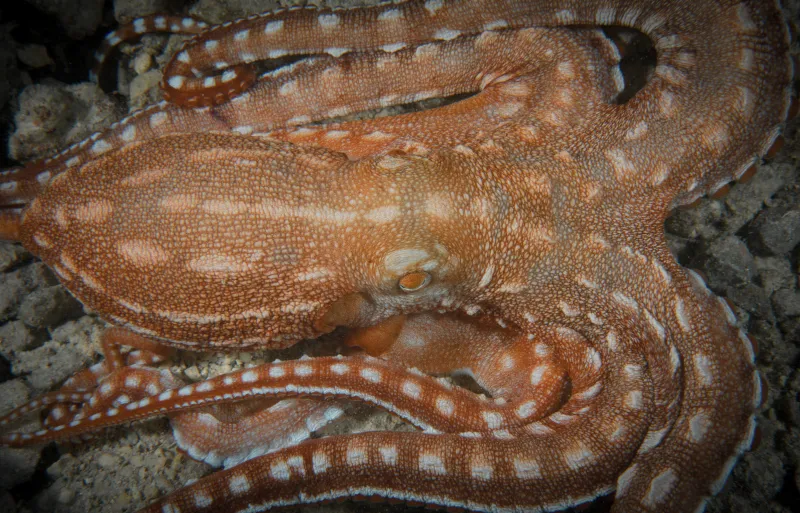 An orange and white octopus sits on the bottom of the ocean.
