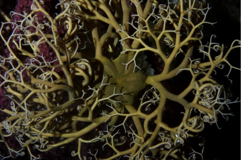 A basket star with many arms. 