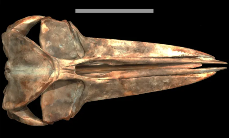 an up close photo of a whale skull with a black background