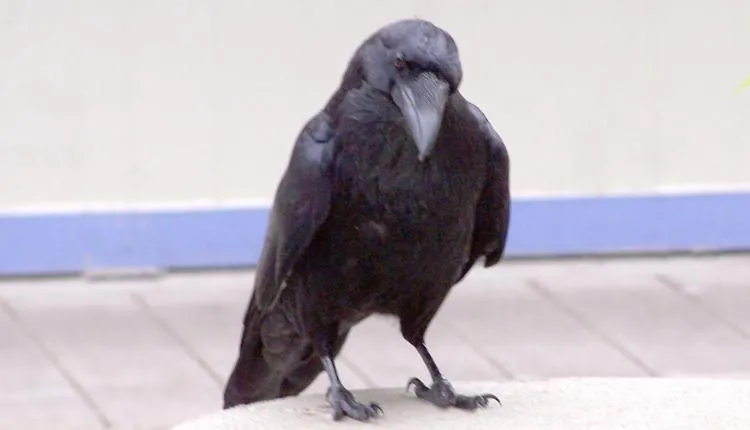 This raven routinely observed master carver Douglas Chilton as he shaped the canoe.